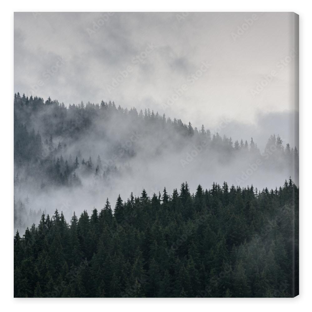 Obraz na płótnie Foggy Pine Forest. Dense pine