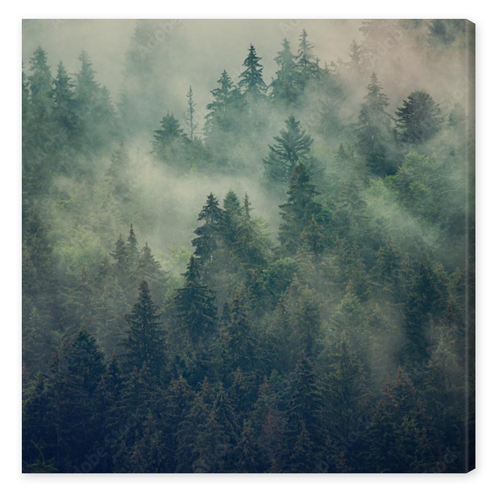 Obraz na płótnie Misty landscape with fir