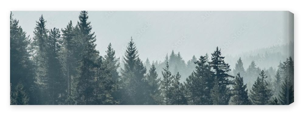 Obraz na płótnie Pine trees forest stylized