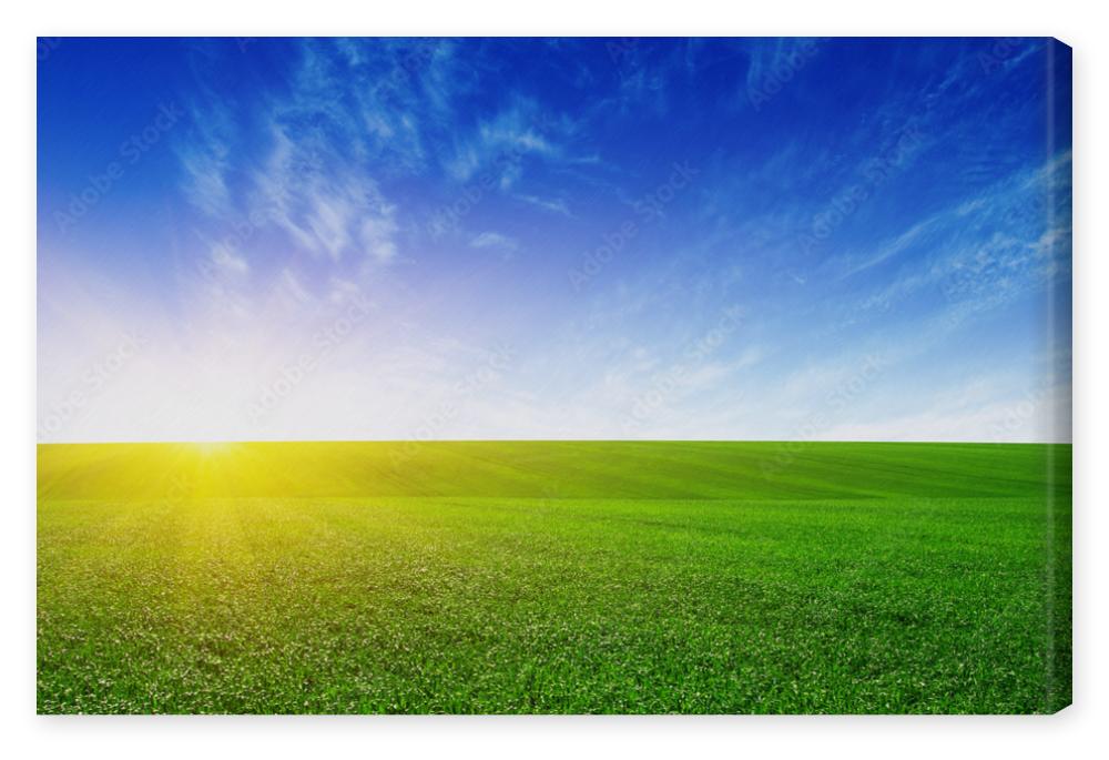 Obraz na płótnie Green meadow and sun.