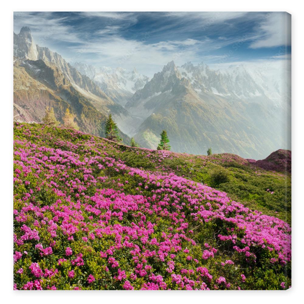 Obraz na płótnie Alpine rhododendrons on the