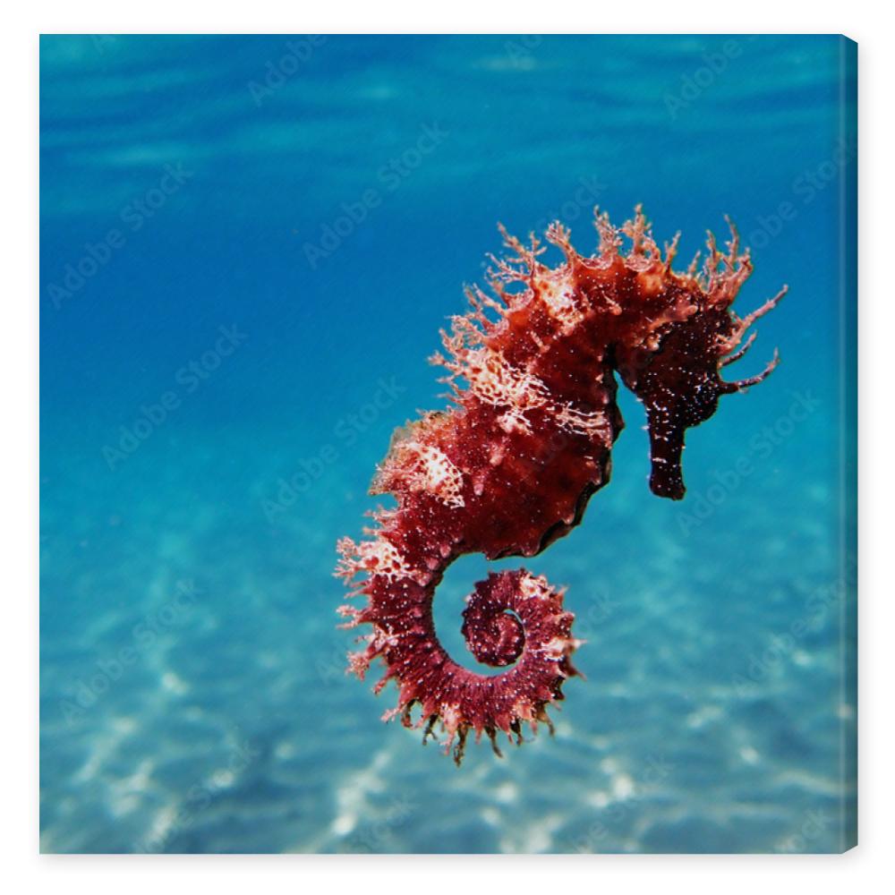 Obraz na płótnie Mediterranean Seahorse -