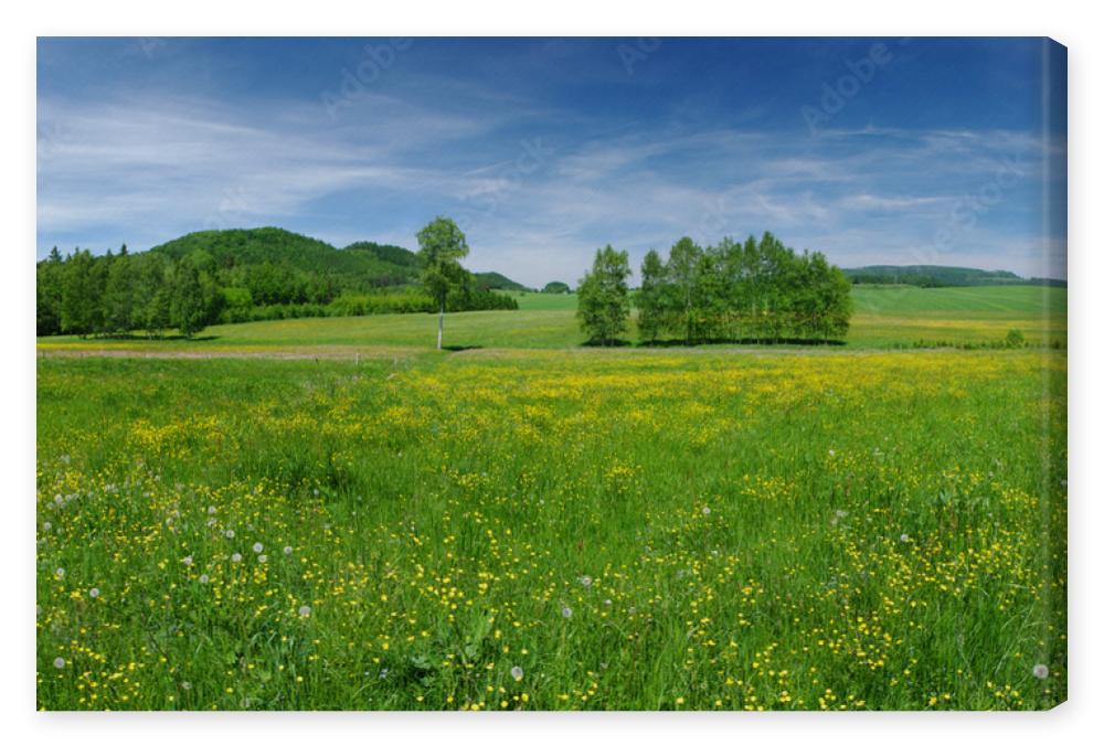 Obraz na płótnie Fresh flowered meadow