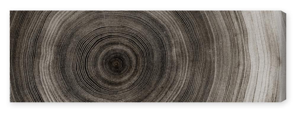 Obraz na płótnie Warm gray cut wood texture.