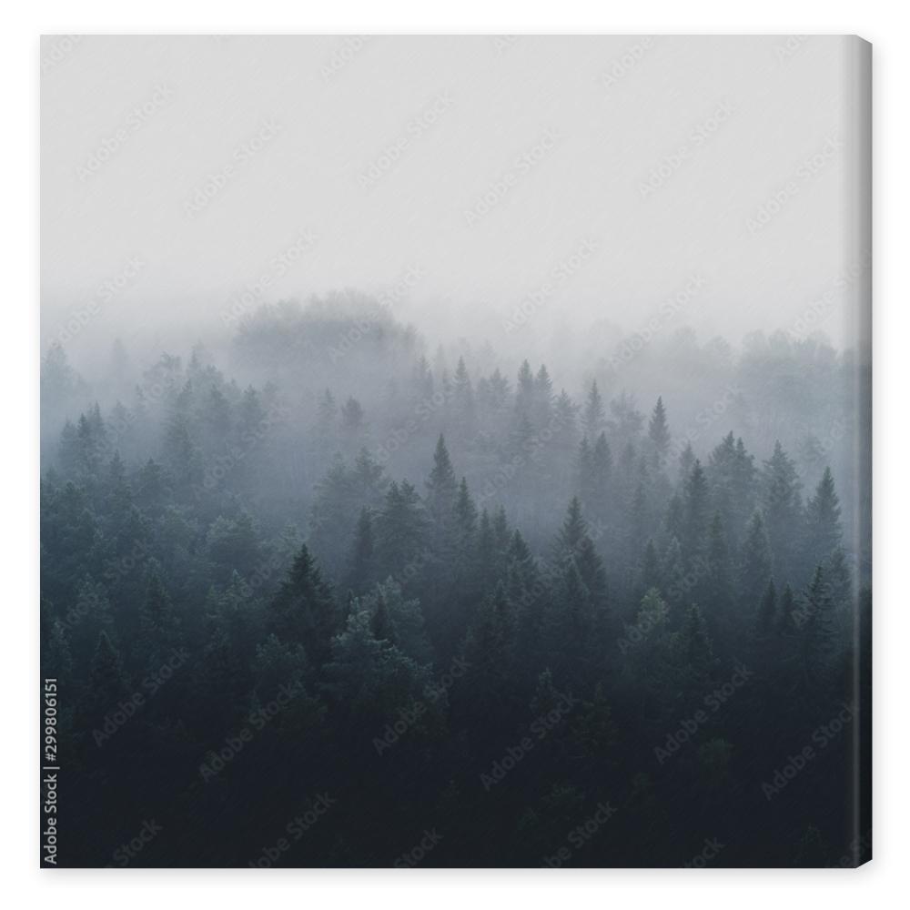 Obraz na płótnie Pine forest in early morning