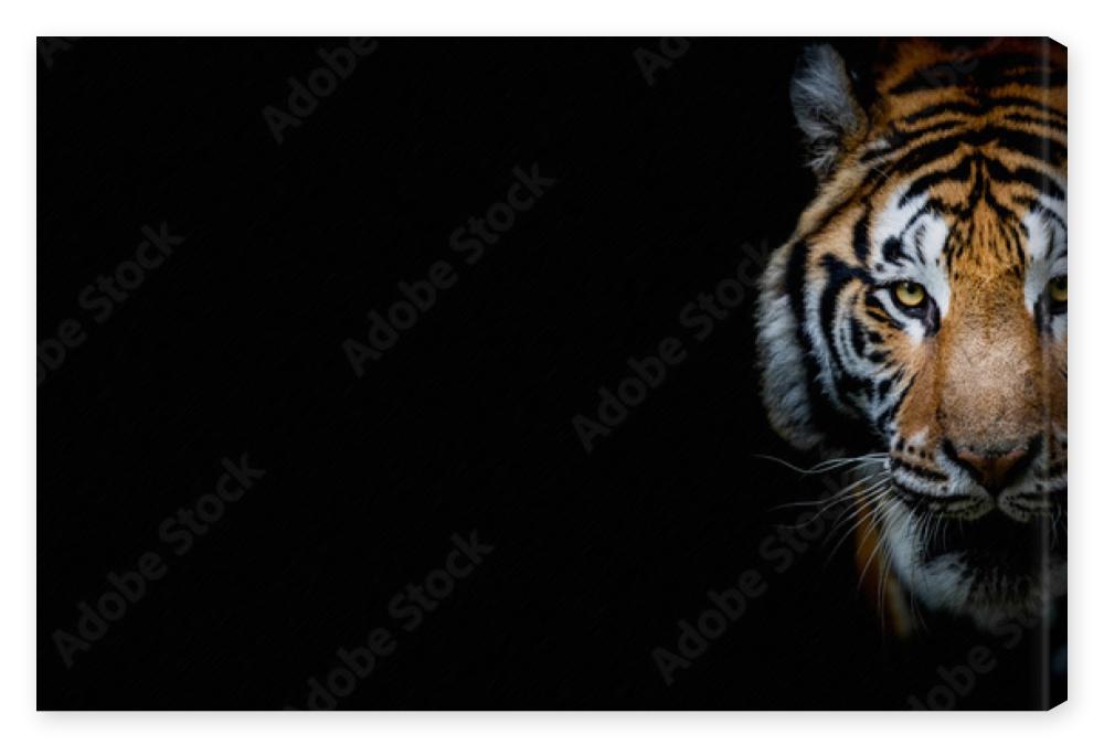 Obraz na płótnie Tiger with a black background