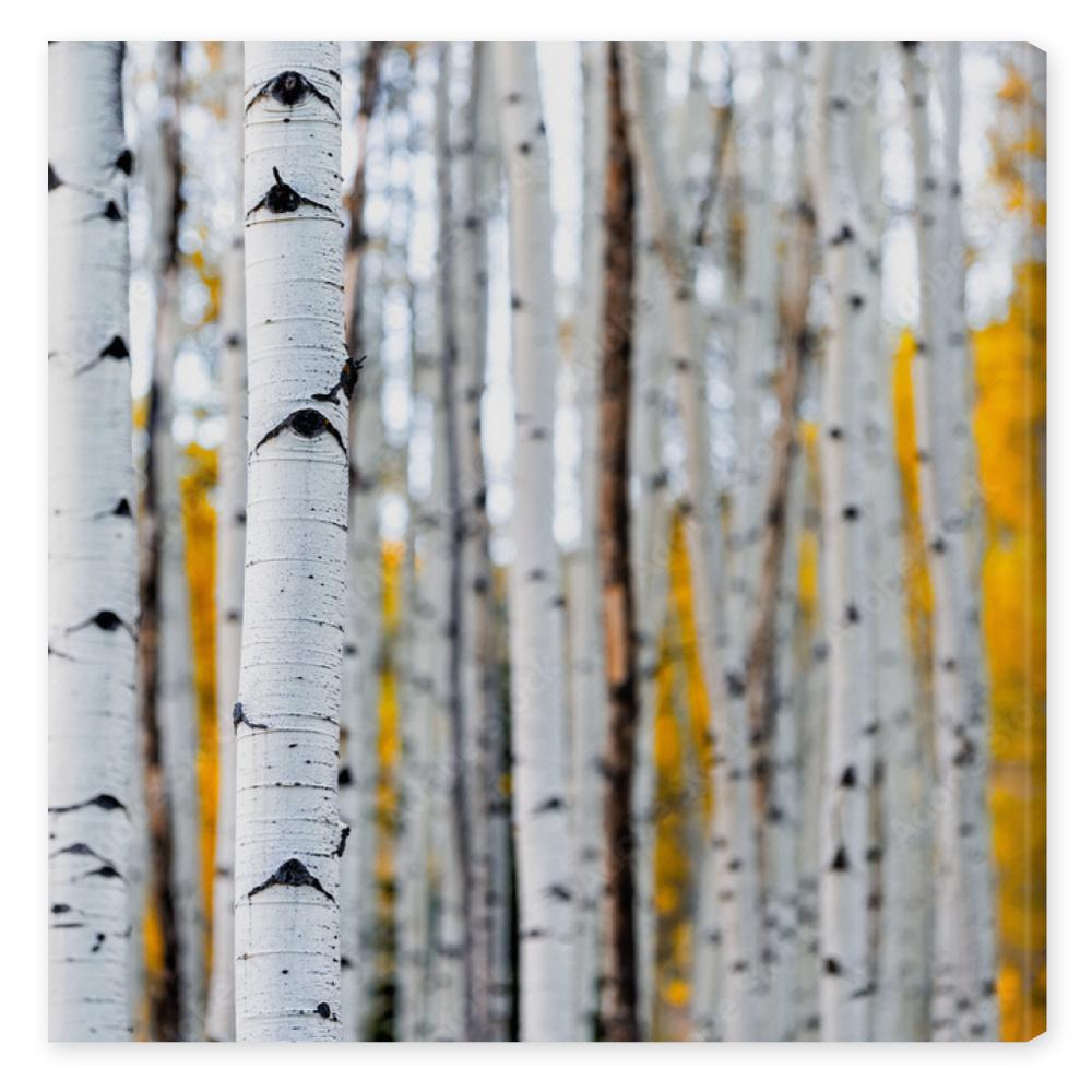 Obraz na płótnie Colorado mountains foliage in