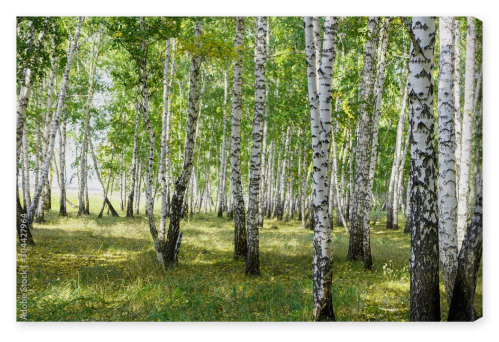 Obraz na płótnie Green summer birch forest