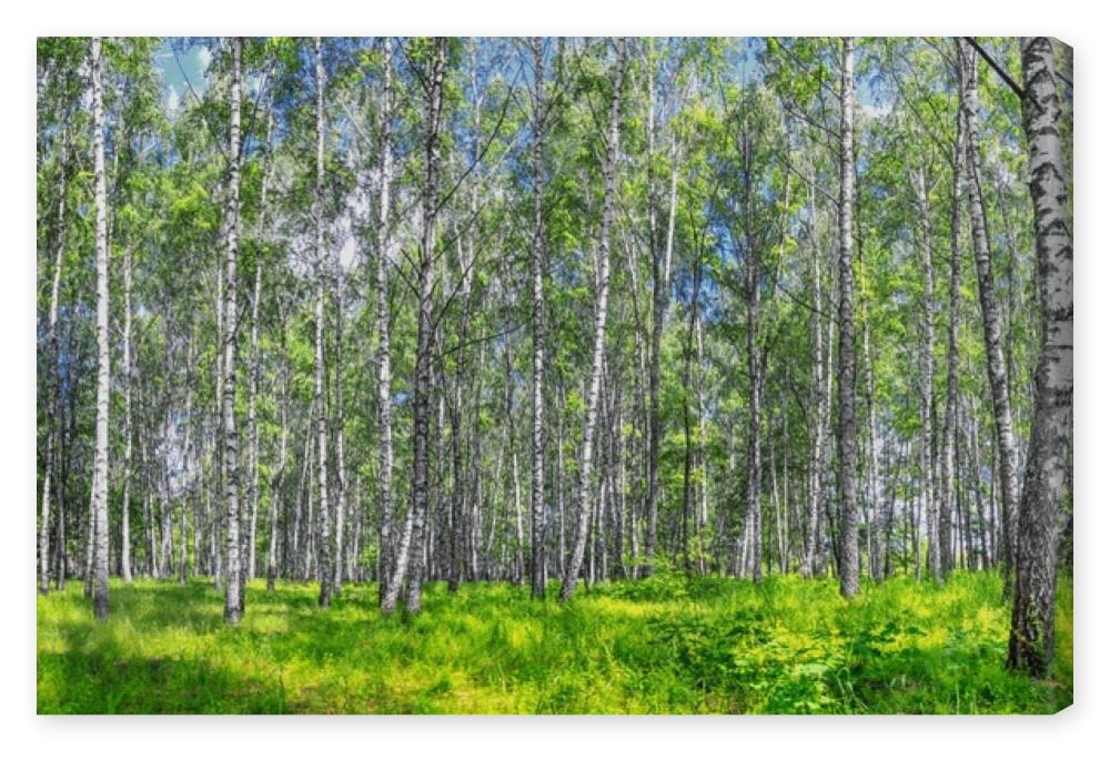 Obraz na płótnie Birch grove on a sunny spring