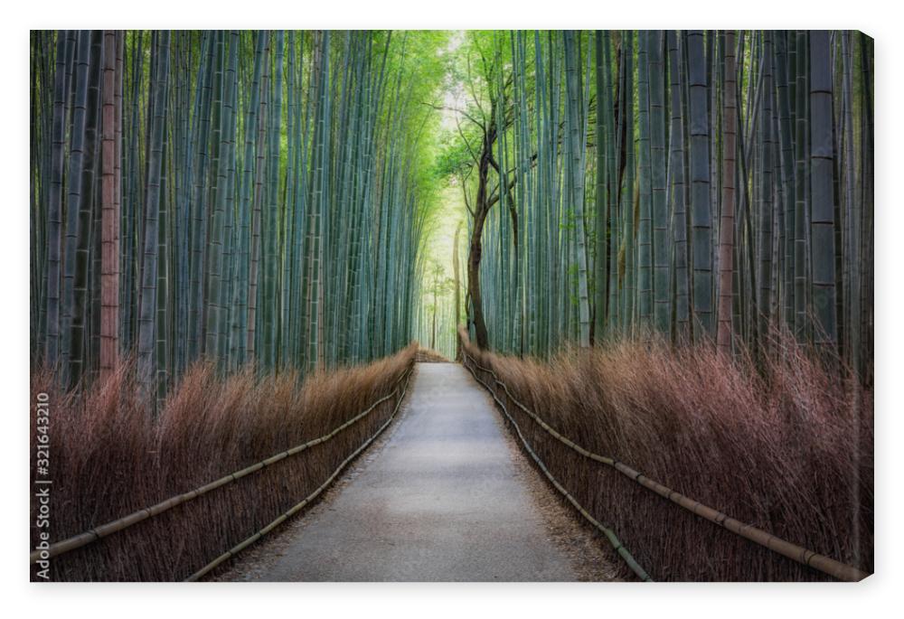 Obraz na płótnie Bamboo forest in Arashiyama,