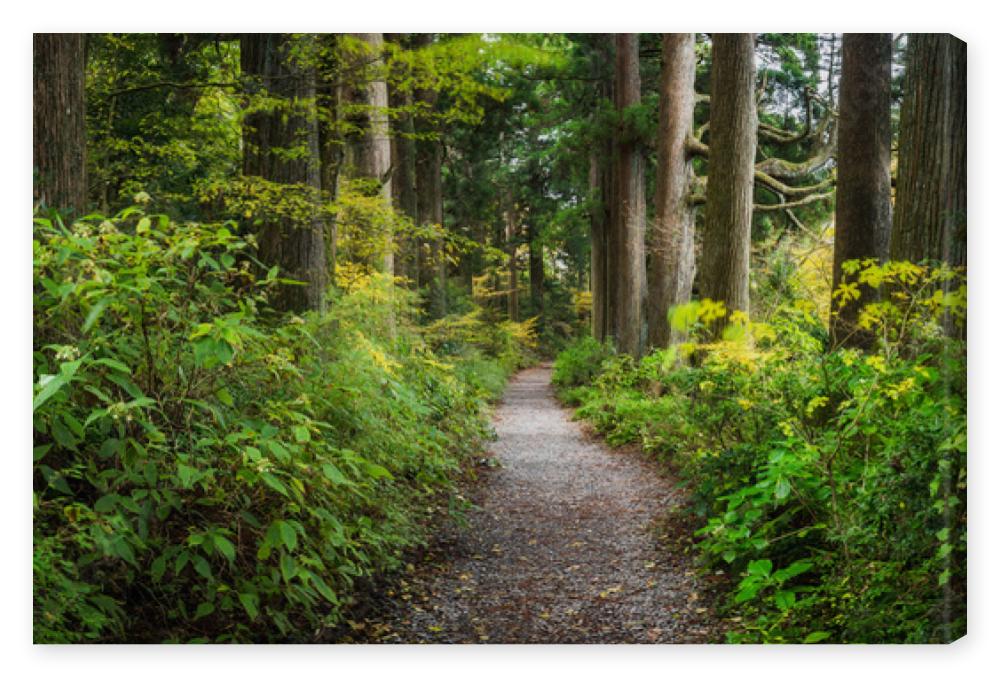 Obraz na płótnie Beautiful forest path as