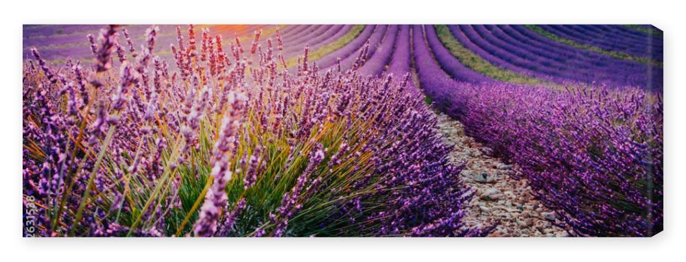 Obraz na płótnie Blooming lavender field at