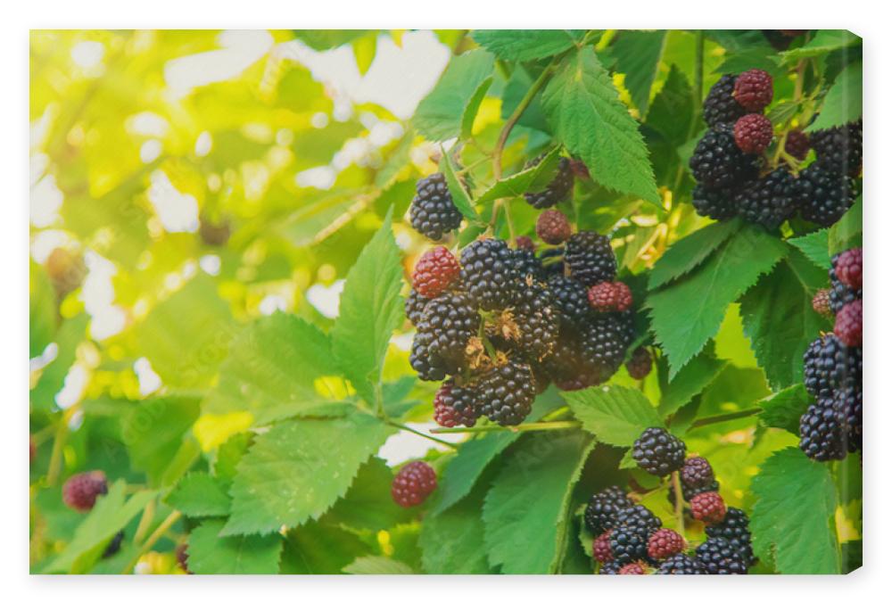 Obraz na płótnie Blackberry berries on the
