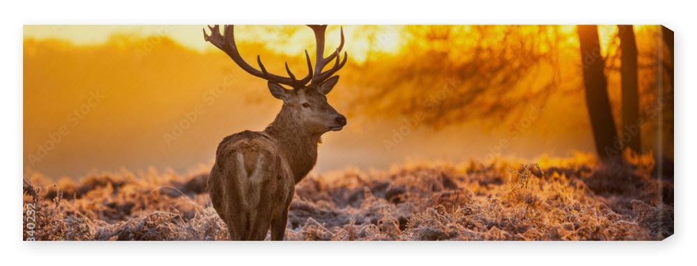 Obraz na płótnie Red Deer in morning Sun. 