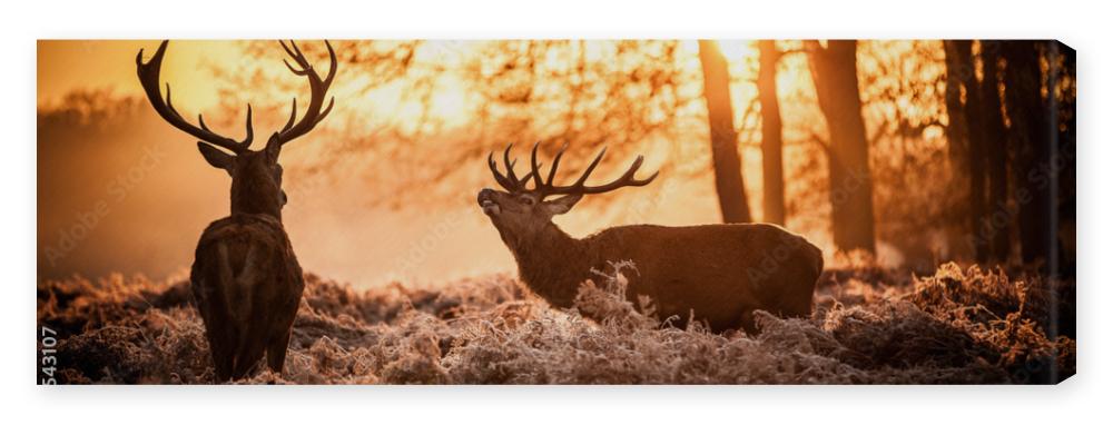 Obraz na płótnie Red Deer in Morning Sun.