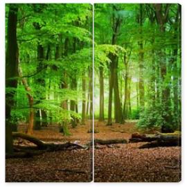 Obraz Dyptyk Walkway in a spring forest in