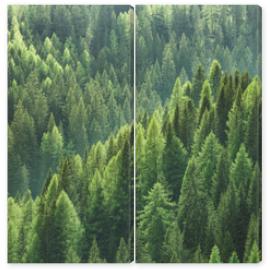Obraz Dyptyk Zdrowe zielone drzewa