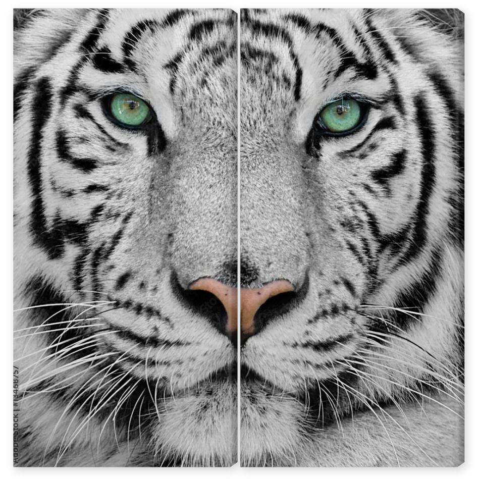 Obraz Dyptyk white tiger