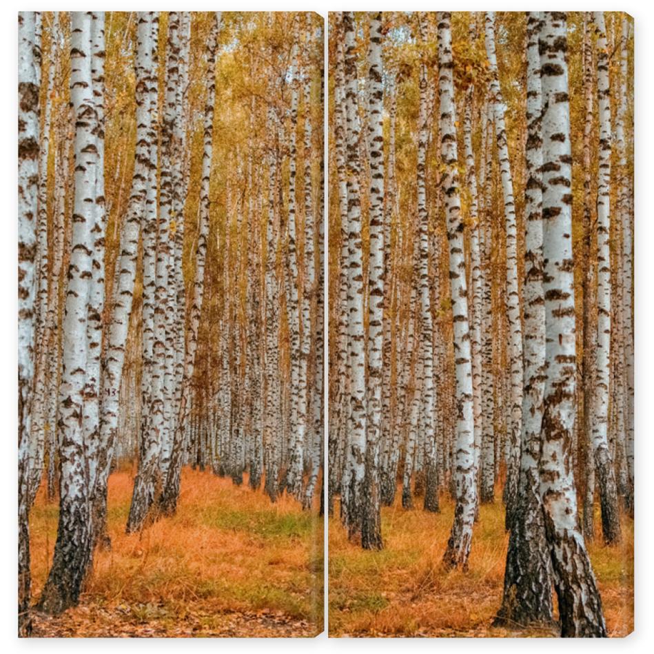 Obraz Dyptyk Autumn birch forest