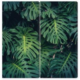 Obraz Dyptyk Monstera Philodendron leaves -