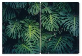 Obraz Dyptyk Monstera Philodendron leaves -