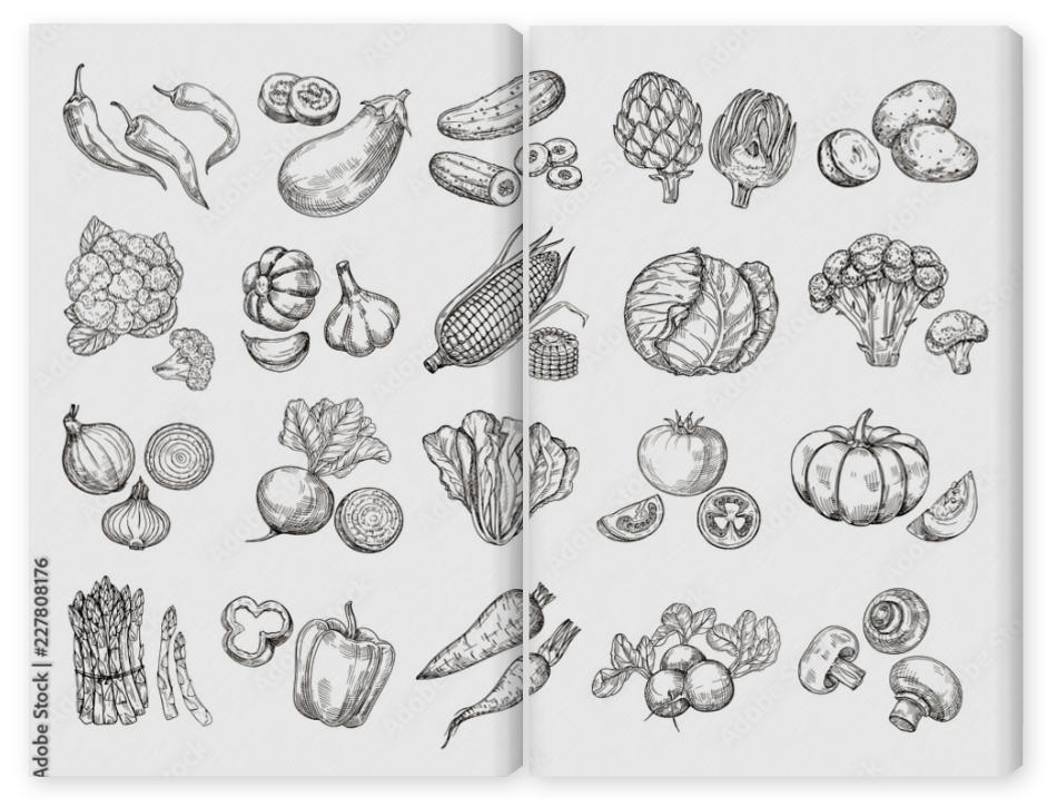 Obraz Dyptyk Sketch vegetables. Vintage