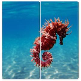 Obraz Dyptyk Mediterranean Seahorse -