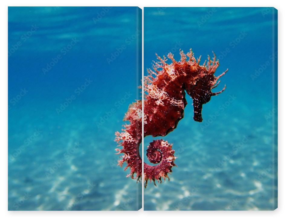 Obraz Dyptyk Mediterranean Seahorse -