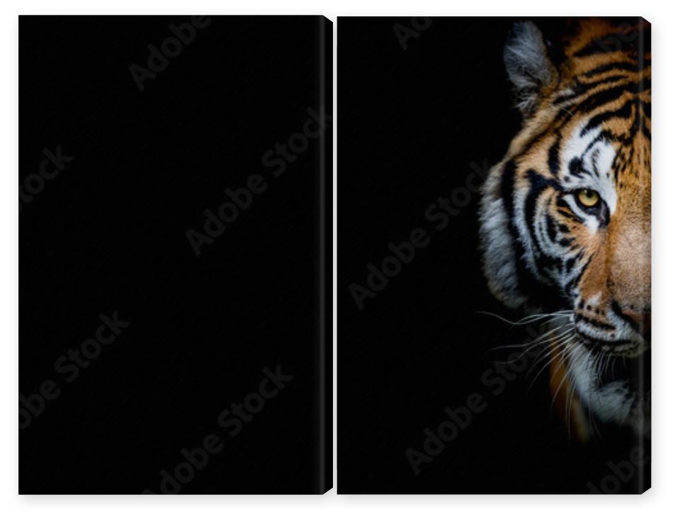 Obraz Dyptyk Tiger with a black background
