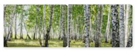 Obraz Dyptyk Green summer birch forest