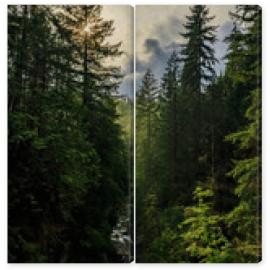 Obraz Dyptyk Pine trees on a mountainside