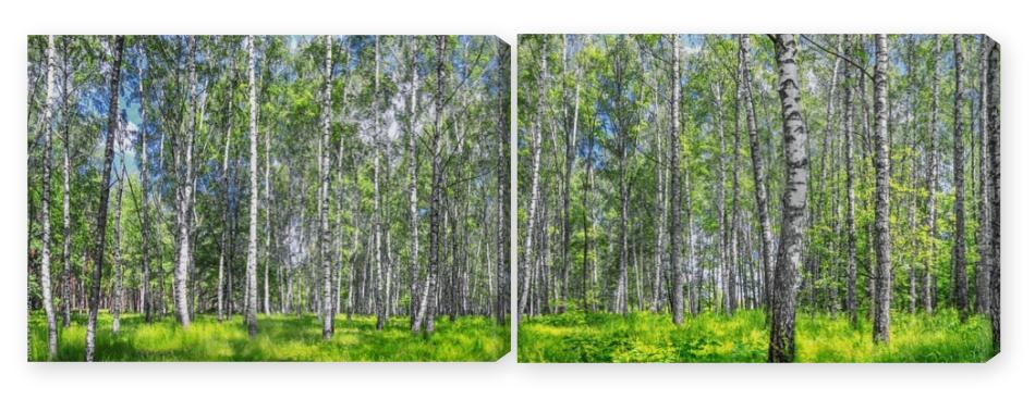 Obraz Dyptyk Birch grove on a sunny spring