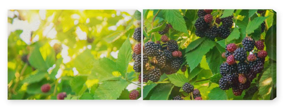 Obraz Dyptyk Blackberry berries on the