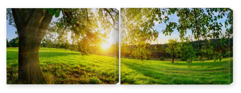 Obraz Dyptyk Sunset view from under a tree