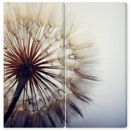 Obraz Dyptyk big dandelion on a blue