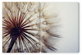 Obraz Dyptyk big dandelion on a blue