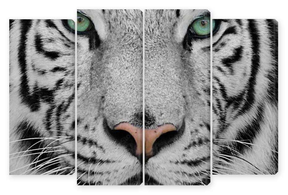 Obraz Kwadryptyk white tiger