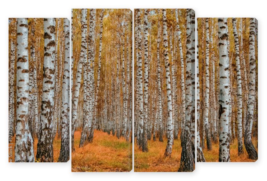 Obraz Kwadryptyk Autumn birch forest