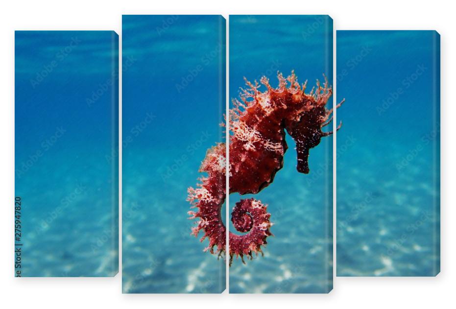 Obraz Kwadryptyk Mediterranean Seahorse -