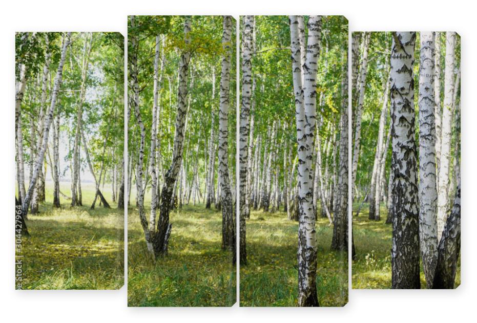 Obraz Kwadryptyk Green summer birch forest