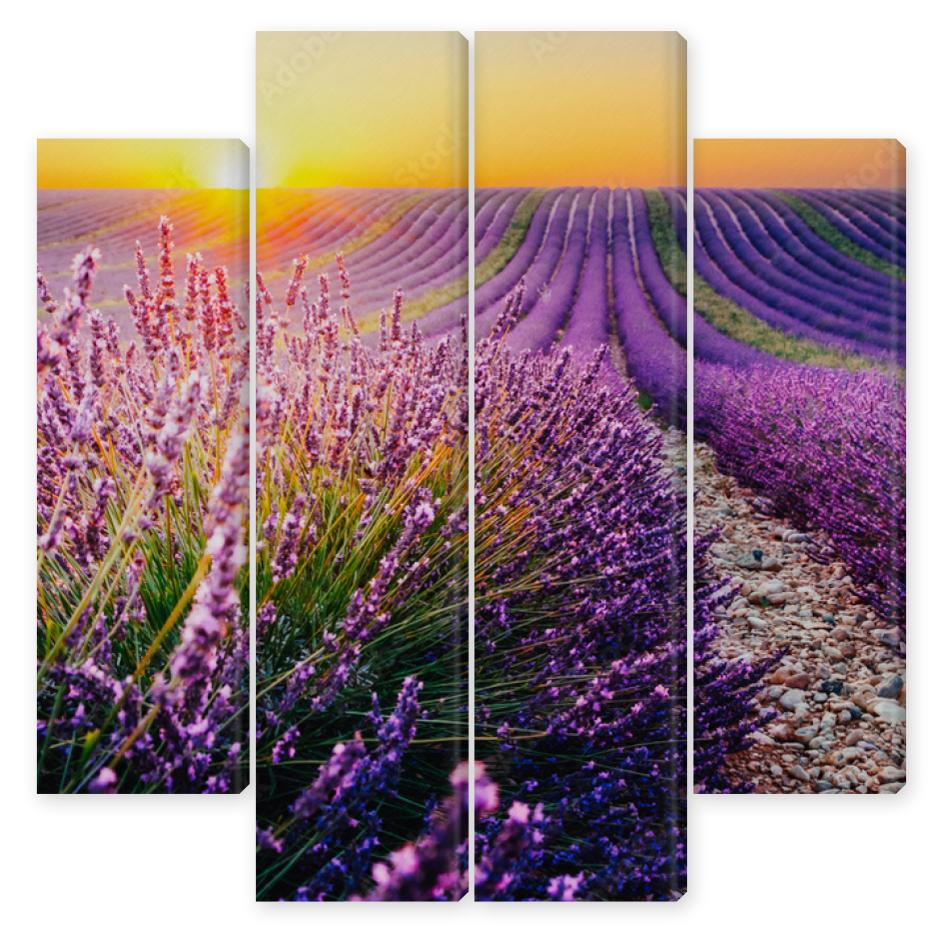Obraz Kwadryptyk Blooming lavender field at