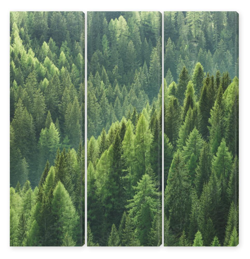 Obraz Tryptyk Zdrowe zielone drzewa