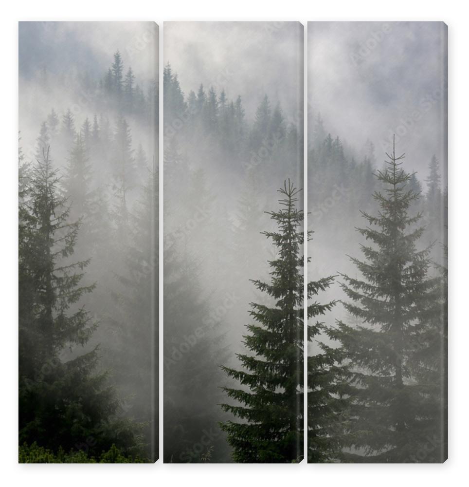 Obraz Tryptyk pine forest in mist