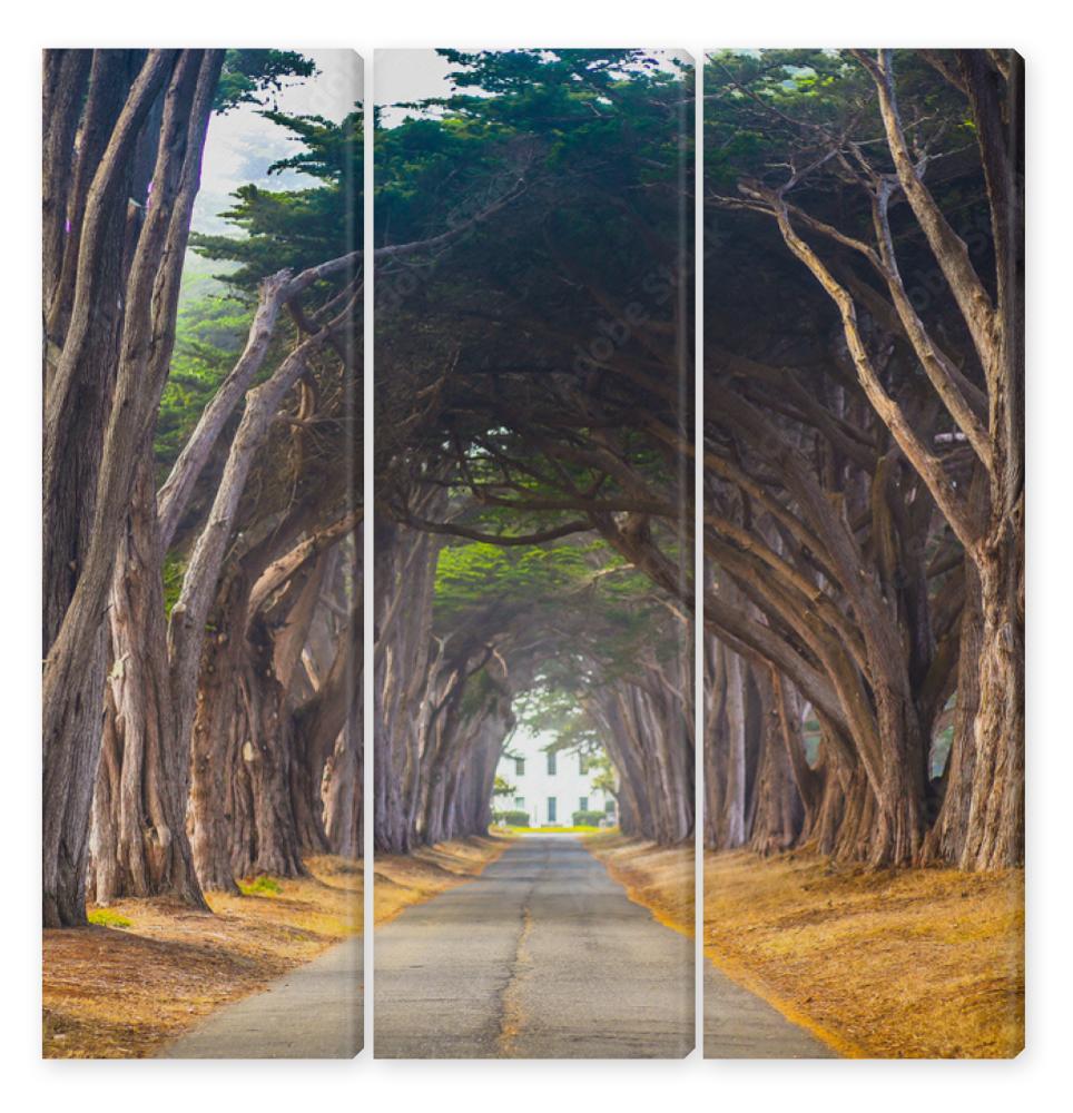 Obraz Tryptyk Point Reyes Cyress Tree