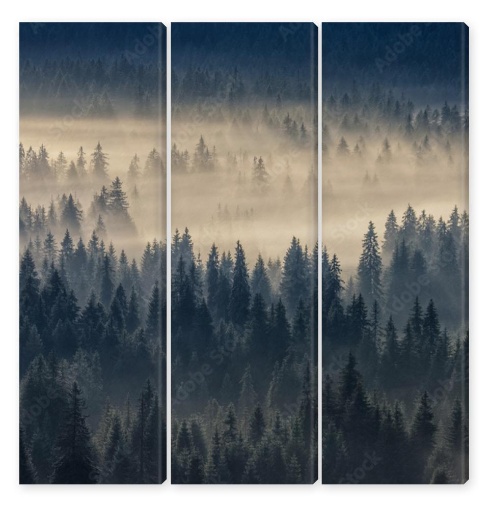 Obraz Tryptyk coniferous forest in foggy