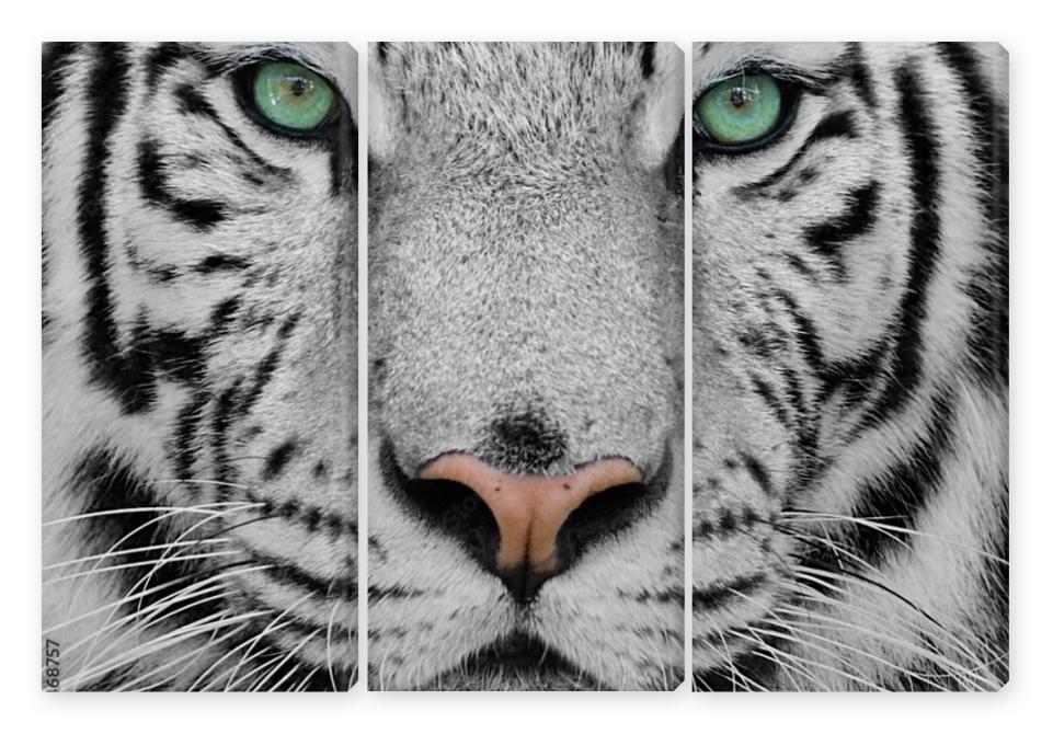 Obraz Tryptyk white tiger