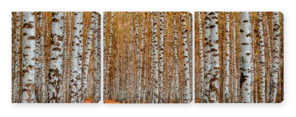 Obraz Tryptyk Autumn birch forest