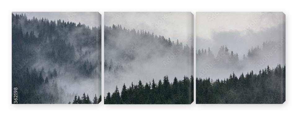 Obraz Tryptyk Foggy Pine Forest. Dense pine