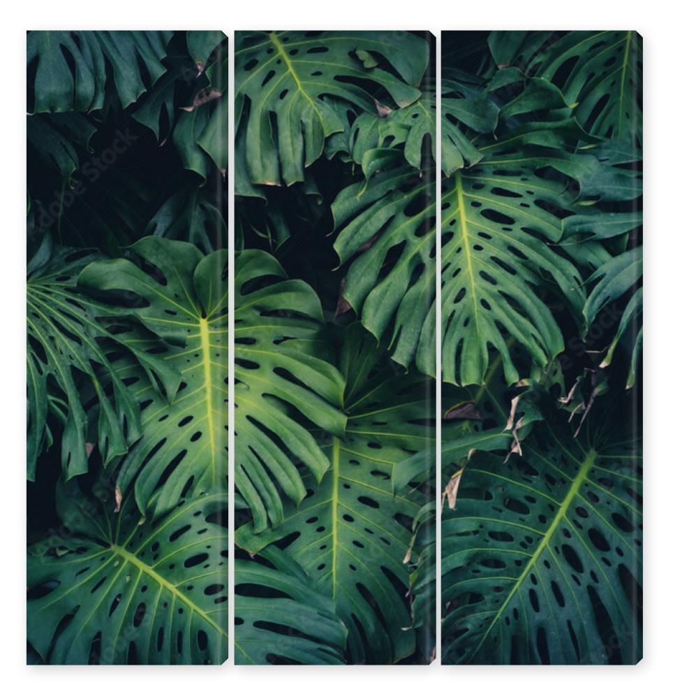 Obraz Tryptyk Monstera Philodendron leaves -