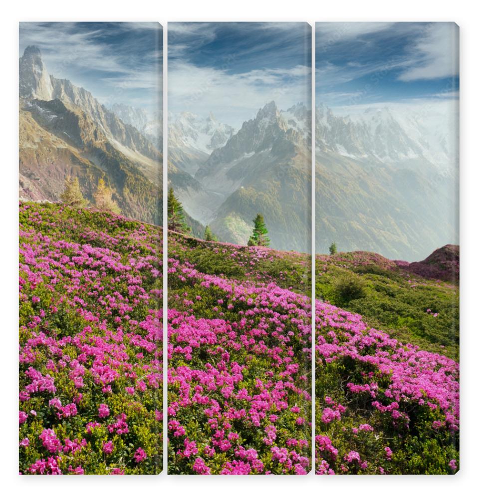 Obraz Tryptyk Alpine rhododendrons on the